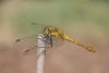Sympetrum sanguineum